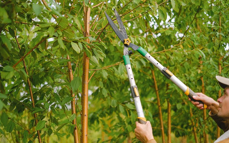 Tree trimming in Minto, AK