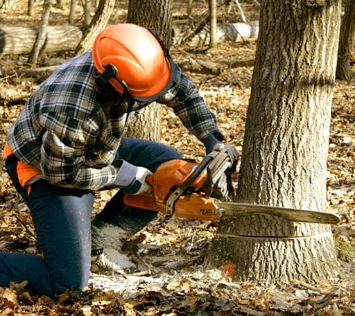 Tree Removal in Minto, AK